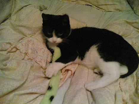 Blanding af racer Mille - Haha endlig fik jeg halen af den bamse... billede 4