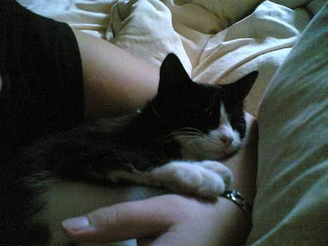 Blanding af racer Mille - Jaa det er bare godt med en lille lur i mores varme arme... billede 5