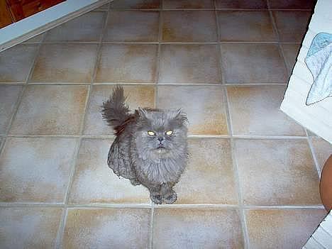 Perser fjumme billede 1