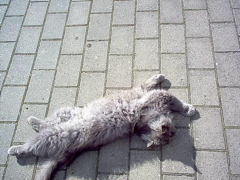 Perser fjumme billede 2