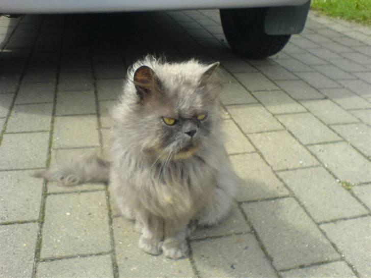 Perser fjumme billede 3