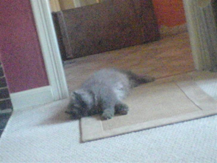 Perser fjumme billede 5