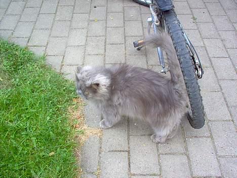 Perser fjumme billede 6