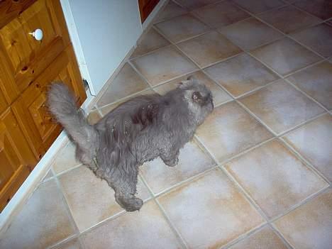 Perser fjumme billede 7