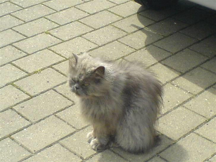 Perser fjumme billede 8