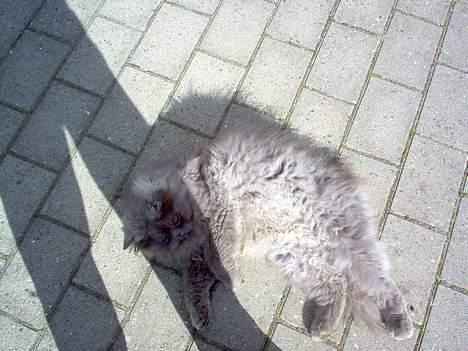 Perser fjumme billede 9