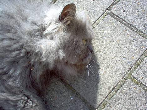 Perser fjumme billede 10