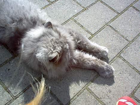 Perser fjumme billede 11