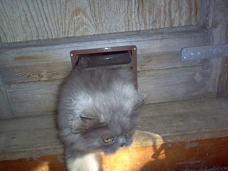 Perser fjumme billede 12