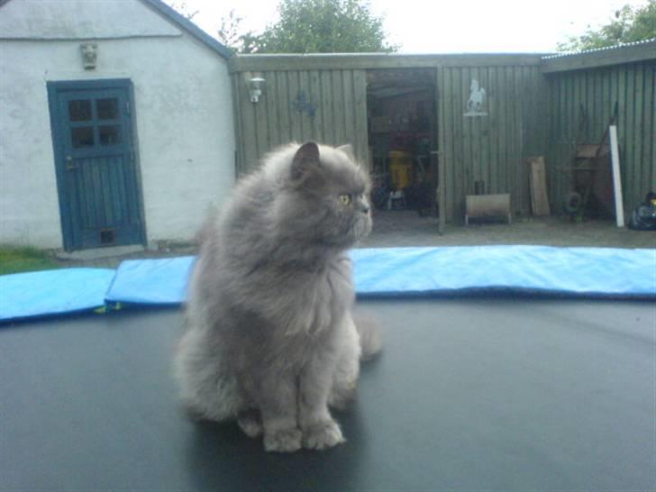 Perser fjumme billede 13