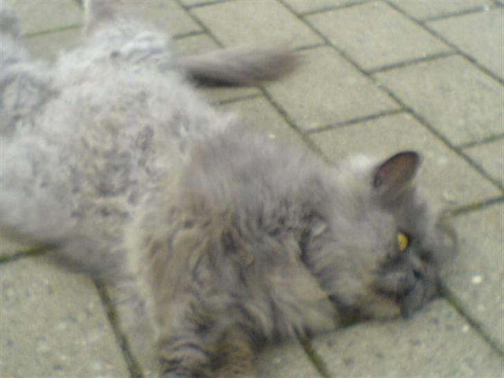 Perser fjumme billede 14