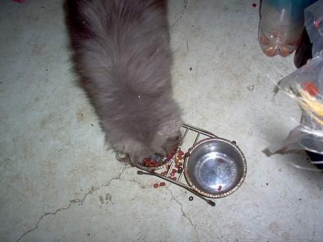 Perser fjumme billede 15