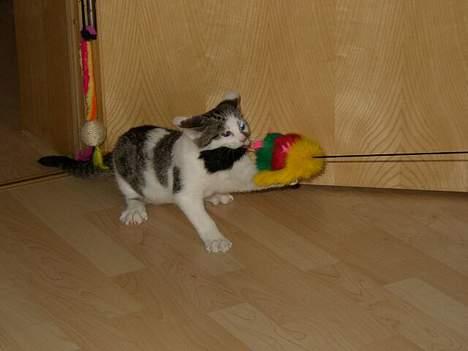 Blanding af racer Taco - Det her er så søde lille Taco. Her leger hun med sit yndlingslegetøj billede 1