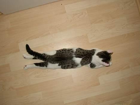 Blanding af racer Taco - Her flader Taco lidt ud (: billede 2