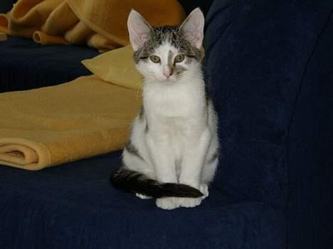 Blanding af racer Taco - Min lille kat (: billede 3