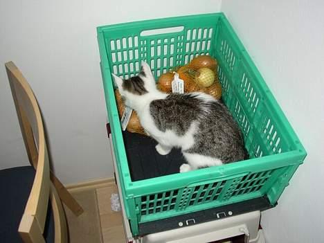 Blanding af racer Taco - Taco i vores indkøbskurv.. Hehe billede 4