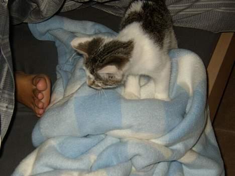 Blanding af racer Taco - Puha det lugter grimt.. Hehe billede 5