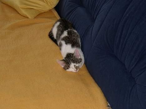 Blanding af racer Taco - Taco sover (: billede 6