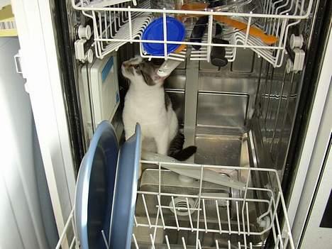 Blanding af racer Taco - Taco inde i opvaskemaskinen. Hehe billede 7