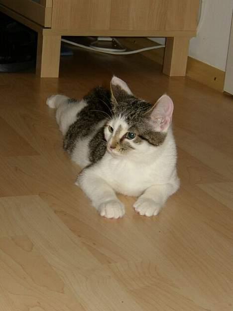 Blanding af racer Taco - Mit yndlingsbillede <3 billede 8