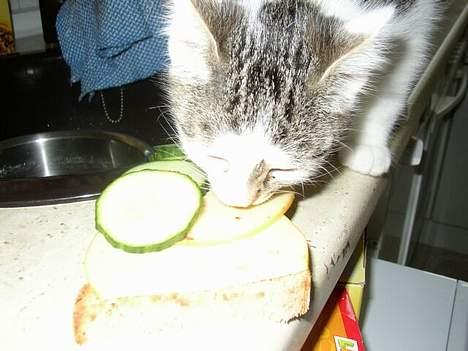 Blanding af racer Taco - Taco spiser en mad :p billede 9