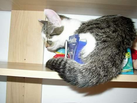 Blanding af racer Taco - Taco finder altid så underlige stedet at sove (: hehe billede 10