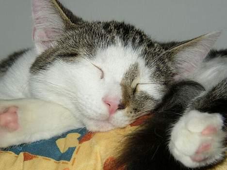 Blanding af racer Taco - Taco sover Åh Så Sødt (: billede 11