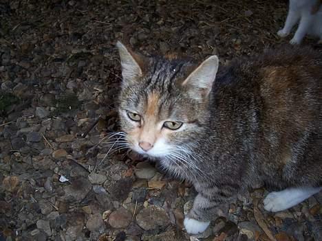 Blanding af racer Tiger billede 3