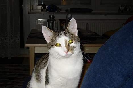 Blanding af racer Taco - Lille søde Taco billede 12