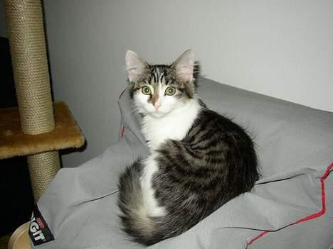 Maine Coon Felix - Det er så Felix :o) billede 1