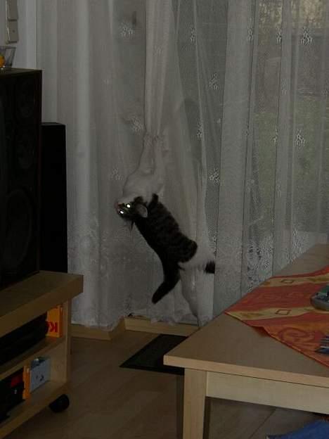 Maine Coon Felix - Felix hænger i gardinerne.. Hehe billede 2