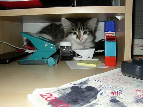 Maine Coon Felix - Skøre Felix *s* billede 3