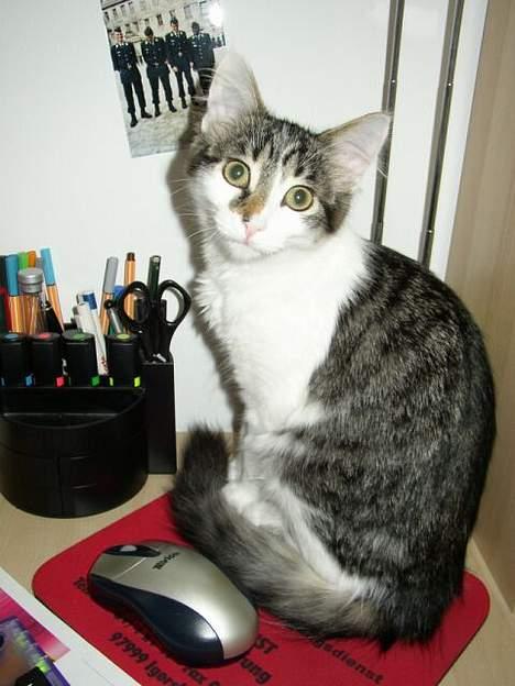 Maine Coon Felix - Ser jeg ikke sød ud ? billede 4