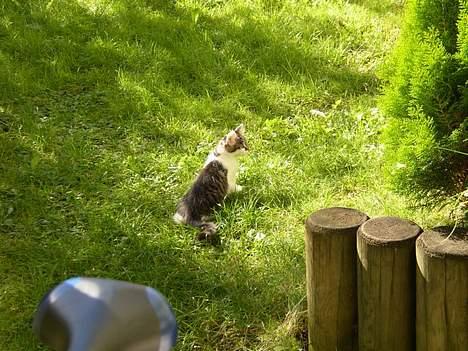 Maine Coon Felix - Felix ude i haven :o) billede 5