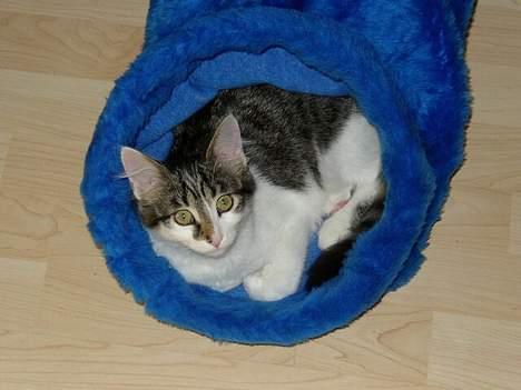 Maine Coon Felix - Felix <3 billede 6