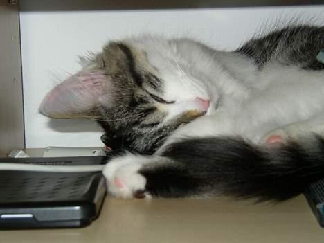 Maine Coon Felix - Felix sover (: billede 7