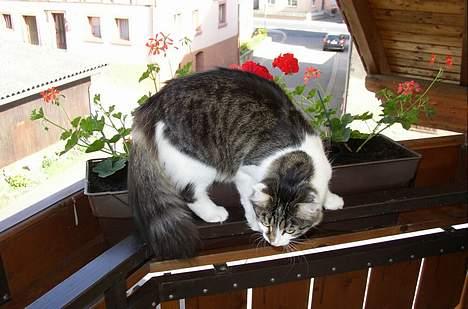 Maine Coon Felix - Smukke Felix <3 billede 8