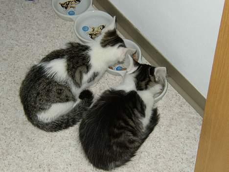 Maine Coon Felix - Felix og Taco spiser *s* billede 9