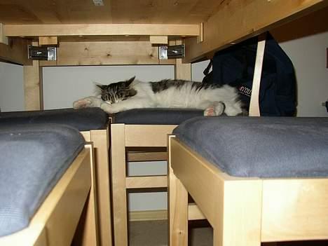 Maine Coon Felix - Felix billede 10