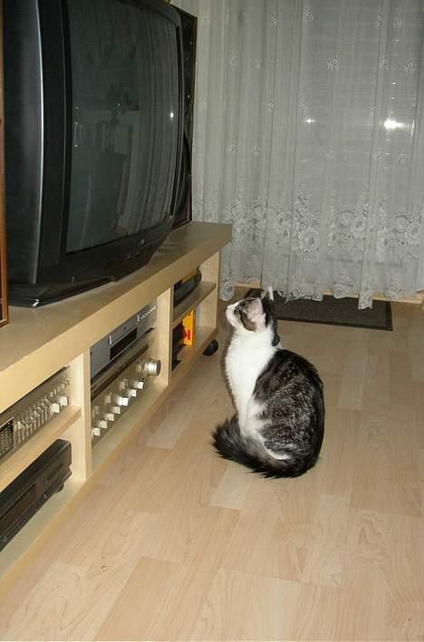 Maine Coon Felix - Øøøj det er et stort tv ! :-o billede 11