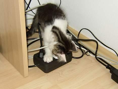 Maine Coon Felix - Felix roder med ledninger *gg* billede 12