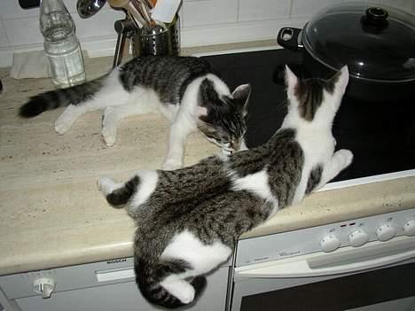 Blanding af racer Taco - Taco og Felix oppe på komfuret *s* billede 13