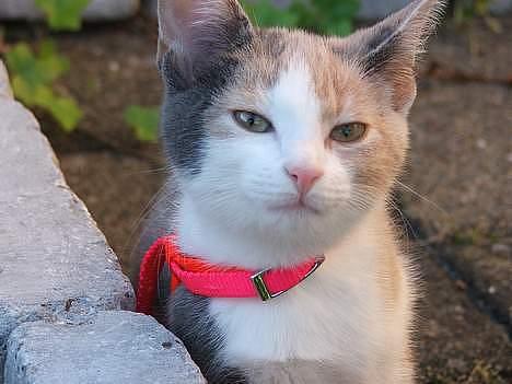 Blanding af racer † Madonna - DØD †   - Savner dig min lille skat :´( billede 6