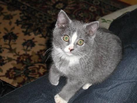 Blanding af racer Chilla billede 1