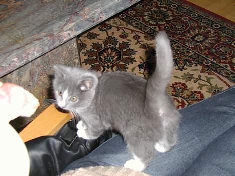 Blanding af racer Chilla - Her er Chilla lige kommet ind af døren til os..Kan I se hvor tillidsfuld og fræk hun er allerede? billede 2