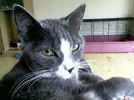 Blanding af racer Chilla - Aiiih moar ...gå nu VÆk med det kamera og nus mig istedetfor... billede 3