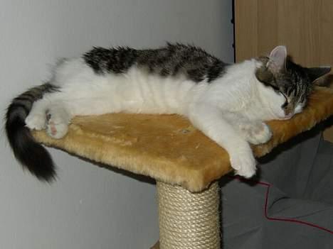 Maine Coon Felix - Felix sover åh så sødt (: billede 13