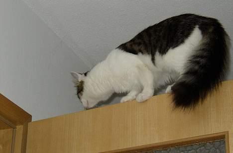 Maine Coon Felix - Felix er en Akrobat *gg*. billede 14