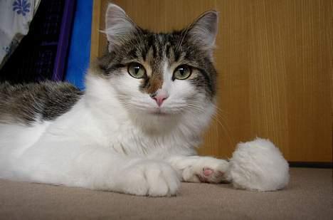 Maine Coon Felix - Smukke Felix <3 billede 15