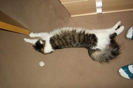 Maine Coon Felix - Jeg kan næsten nå døren moar !  billede 16